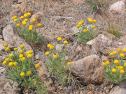 basin rayless daisy, rayless fleabane (Erigeron concinnus var. aphanactis) 